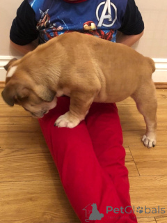 Photo №4. I will sell english bulldog in the city of Mataró. private announcement, breeder - price - 518$