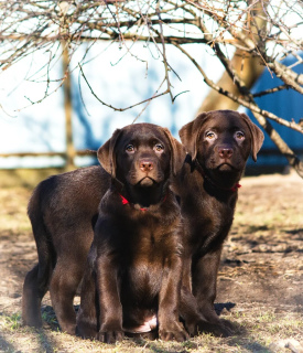 Additional photos: Adorable Labrador Puppies