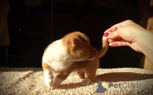 Additional photos: Puppies for sale Portuguese Podengu Small