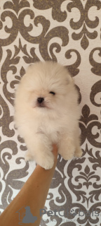 Additional photos: Pomeranian puppies from 30000 thousand