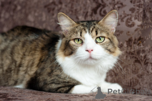 Photo №2 to announcement № 149216 for the sale of  - buy in Belarus private announcement