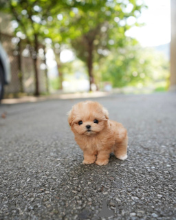 Photo №2 to announcement № 158250 for the sale of maltipu - buy in Finland breeder