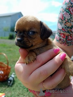 Photo №4. I will sell chihuahua in the city of Brovary. private announcement - price - 365$