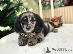 Photo №3. Meet Oscar small in size, mighty in heart! Playful, loyal, and full of sass this. Switzerland