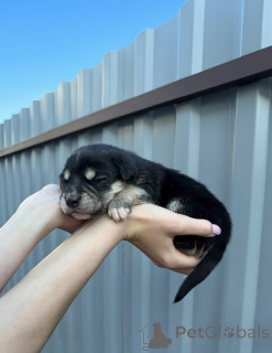 Photo №3. 7 tiny hearts are looking for their families. Belarus