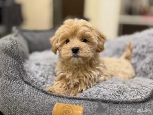 Photo №3. Maltese, puppy. Germany