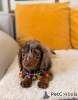 Photo №2 to announcement № 167009 for the sale of dachshund - buy in Germany from the shelter