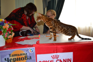 Photo №2 to announcement № 2881 for the sale of bengal cat - buy in Belarus from nursery, breeder