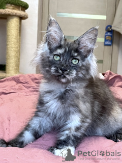 Additional photos: Maine Coon Polydactyl Girl