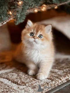 Photo №3. Nice and Healthy British Shorthair Kittens Available. United Kingdom