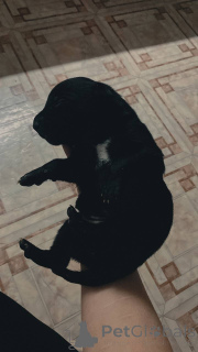 Photo №3. Pitbull U.S.A.. Kyrgyzstan