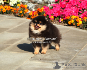 Additional photos: Beautiful Pomeranian Spitz puppy
