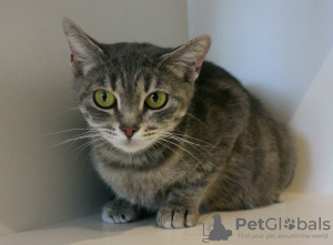 Additional photos: Kitty Haze is looking for a home!