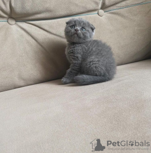 Photo №1. scottish fold - for sale in the city of Trenton | Is free | Announcement № 83947