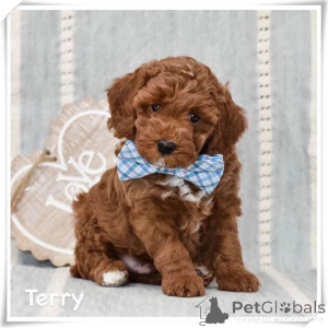 Photo №1. poodle (dwarf) - for sale in the city of Magdeburg | negotiated | Announcement № 164346