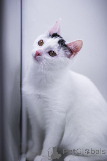 Photo №3. Baby Curla is in good hands!. Russian Federation