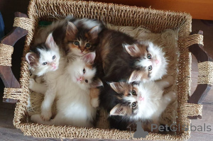 Photo №3. Maine Coon Kittens. Denmark