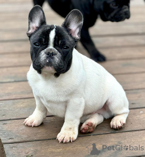 Photo №1. french bulldog - for sale in the city of Madrid | Is free | Announcement № 174694