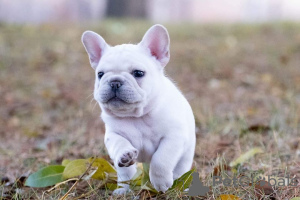 Additional photos: French Bulldog puppies, available for sale