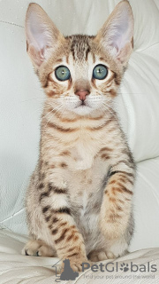 Photo №1. savannah cat - for sale in the city of Jülich | 402$ | Announcement № 97911
