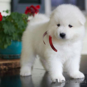 Photo №2 to announcement № 11670 for the sale of samoyed dog - buy in United States breeder
