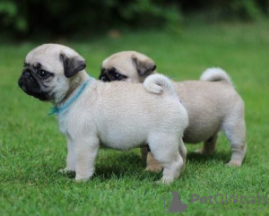 Photo №4. I will sell pug in the city of Штутгарт. from nursery - price - 423$