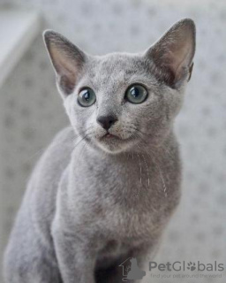 Photo №2 to announcement № 118428 for the sale of russian blue - buy in Finland private announcement, breeder