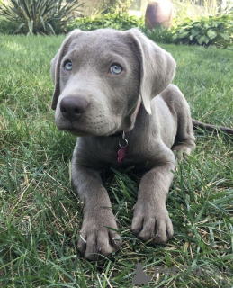 Photo №2 to announcement № 103394 for the sale of weimaraner - buy in United States from nursery, breeder