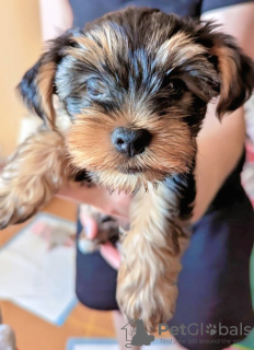 Additional photos: Loving Yorkshire Terrier puppy ready for sale.