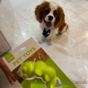 Photo №2 to announcement № 155458 for the sale of cavalier king charles spaniel - buy in Greece private announcement