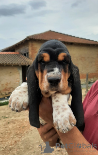 Photo №1. basset hound - for sale in the city of Molas | 1560$ | Announcement № 30212
