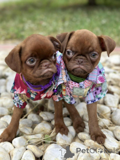 Photo №3. Brussels Griffon (Chocolate Sable smooth coat). Serbia