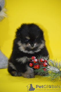 Photo №2 to announcement № 17572 for the sale of pomeranian - buy in Russian Federation from nursery