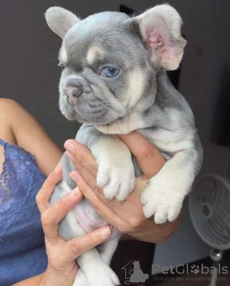 Photo №3. Franse bulldog puppy's beschikbaar voor verkoop. Belgium