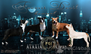 Photo №1. american staffordshire terrier - for sale in the city of Kharkov | 593$ | Announcement № 7650