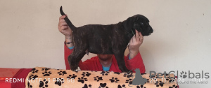 Photo №4. I will sell cane corso in the city of Belgrade.  - price - 232$