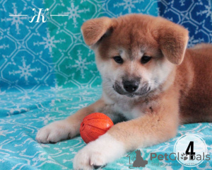 Additional photos: Akita inu puppies. Japanese akita