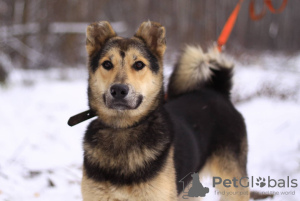 Photo №1. non-pedigree dogs - for sale in the city of Москва | Is free | Announcement № 90680