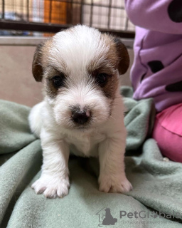 Photo №2 to announcement № 119731 for the sale of jack russell terrier - buy in Serbia 