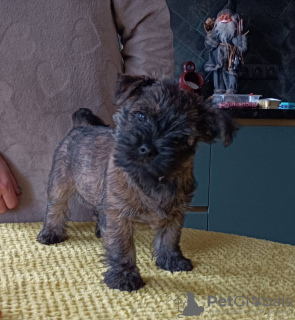 Additional photos: CAIRN TERRIER PUPPPY