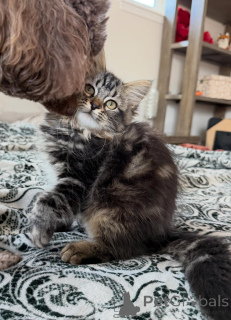 Photo №2 to announcement № 171092 for the sale of siberian cat - buy in Sweden breeder
