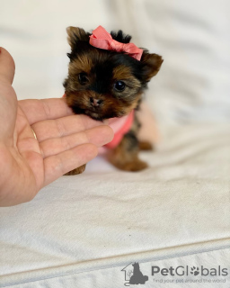 Photo №4. I will sell yorkshire terrier in the city of Pittsburgh. breeder - price - 400$