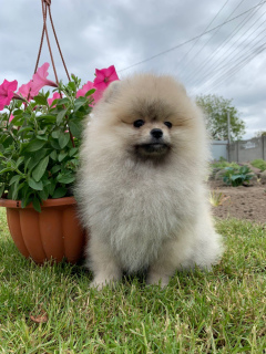 Photo №1. pomeranian - for sale in the city of Kiev | 1100$ | Announcement № 6726