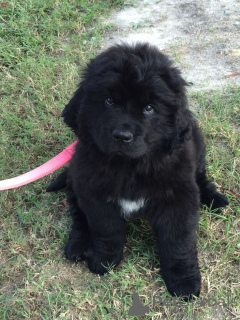 Photo №3. Newfoundland dog. Germany