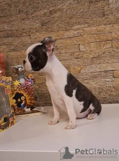 Photo №2 to announcement № 94816 for the sale of boston terrier - buy in Serbia 