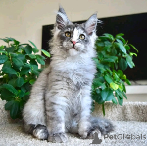 Photo №2 to announcement № 120783 for the sale of maine coon - buy in Germany private announcement