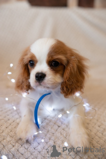 Photo №2 to announcement № 43857 for the sale of cavalier king charles spaniel - buy in Poland private announcement