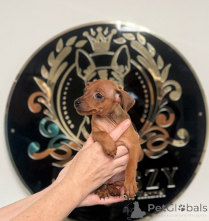 Photo №1.  - for sale in the city of Sarajevo | 350$ | Announcement № 161326