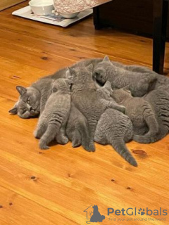 Photo №4. I will sell british shorthair in the city of Chemnitz. private announcement, from nursery, from the shelter, breeder - price - 423$