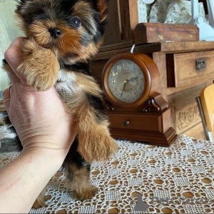 Photo №2 to announcement № 43029 for the sale of yorkshire terrier - buy in Germany private announcement